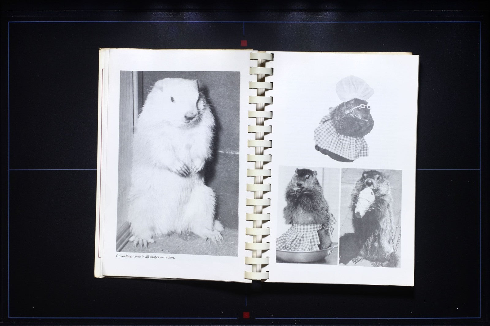 Gourmets & Groundhogs Cookbook - Easter Seal Society - Pennsylvania - Vintage